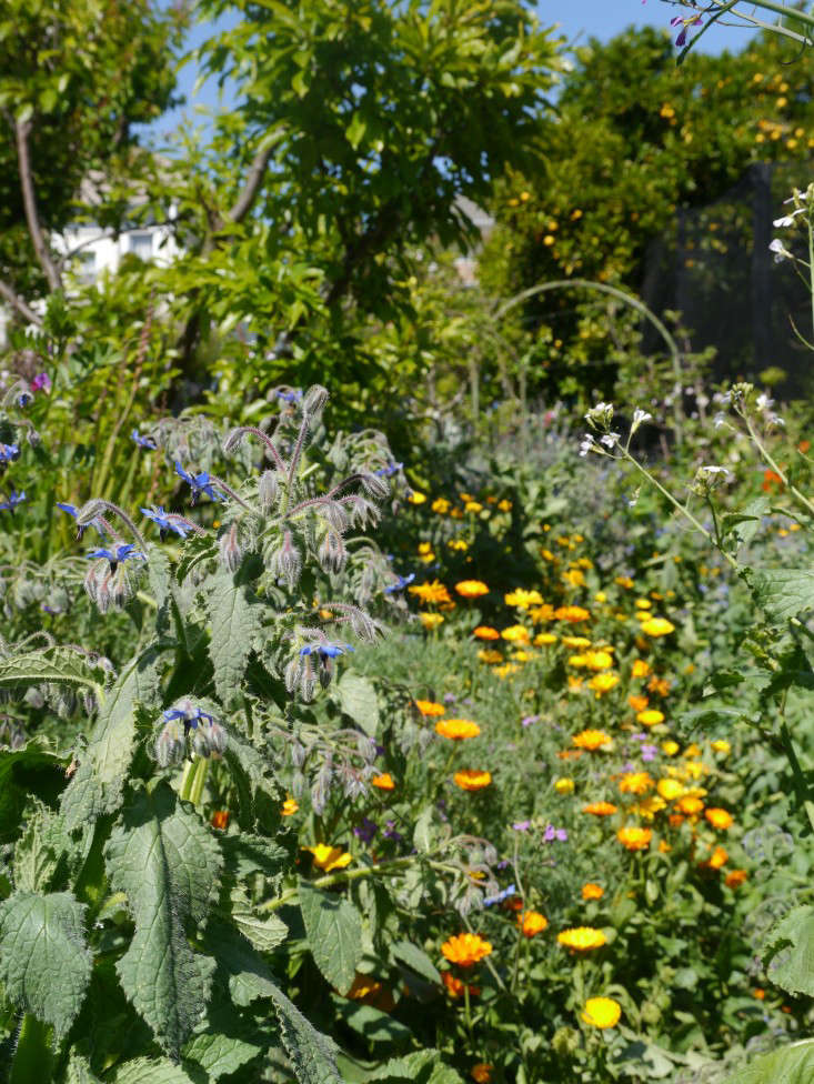 Borage and calendula mingle happily. Photograph by Sylvia Linsteadt.